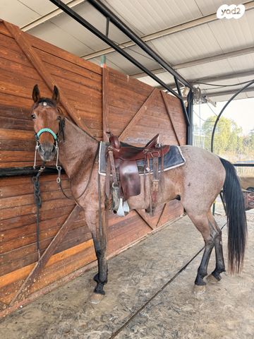 סוס סינגל פוט