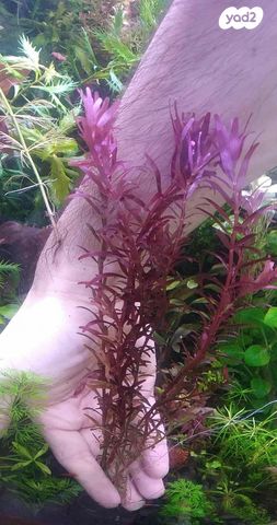 אביזרים | צמחיה לאקווריום