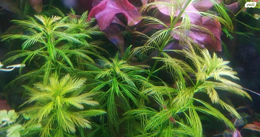 אביזרים | צמחיה לאקווריום