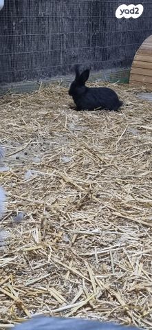 מכרסם ארנב \ שפן