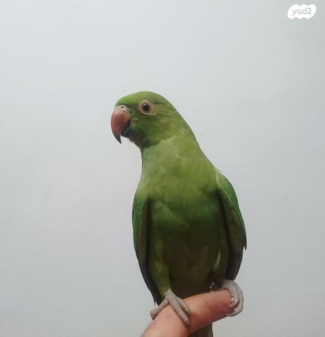 תוכי קוקוטייל