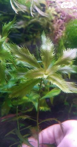 אביזרים | צמחיה לאקווריום