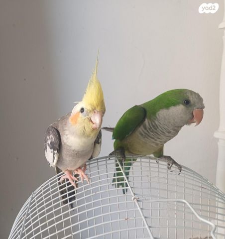 תוכי קוקוטייל