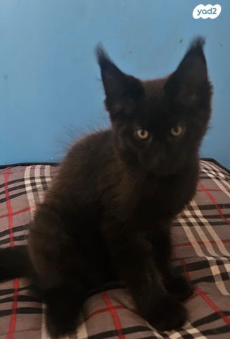 חתול מיין קון