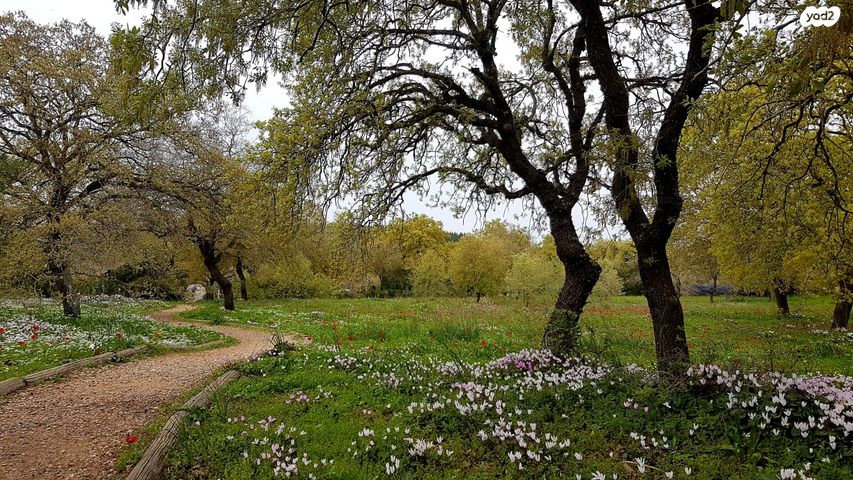 בית פרטי/ קוטג', החורש, אלון הגליל