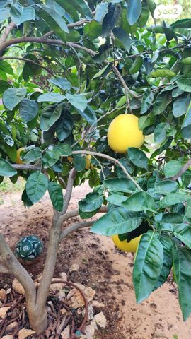 דו משפחתי, משעול האלה, קציר