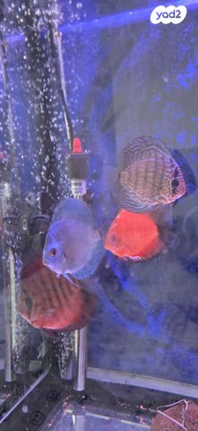 תמונת מודעה - חיות מחמד