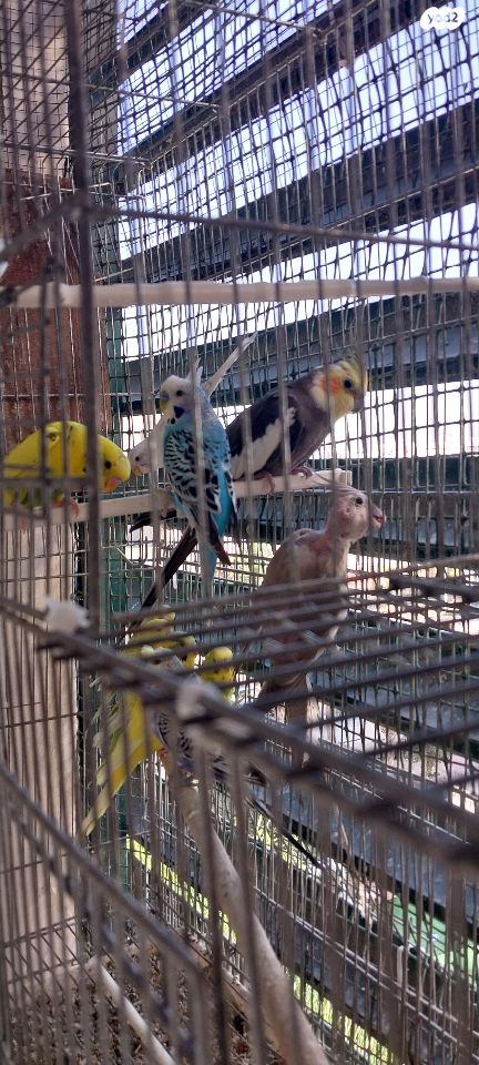 תמונת מודעה - חיות מחמד