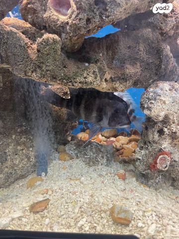 תמונת מודעה - חיות מחמד