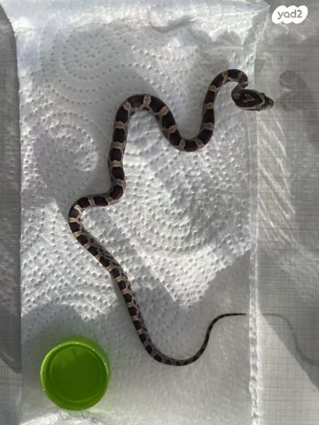 תמונת מודעה - חיות מחמד