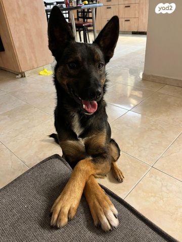 תמונת מודעה - חיות מחמד