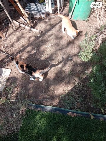 תמונת מודעה - חיות מחמד