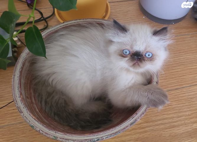 תמונת מודעה - חיות מחמד