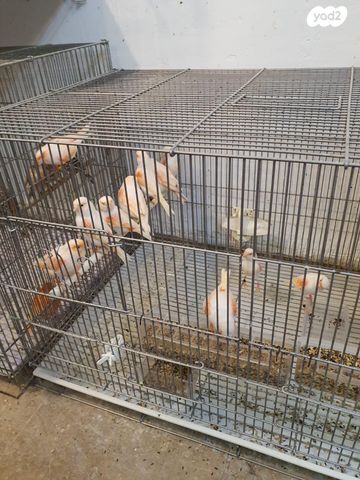 תמונת מודעה - חיות מחמד