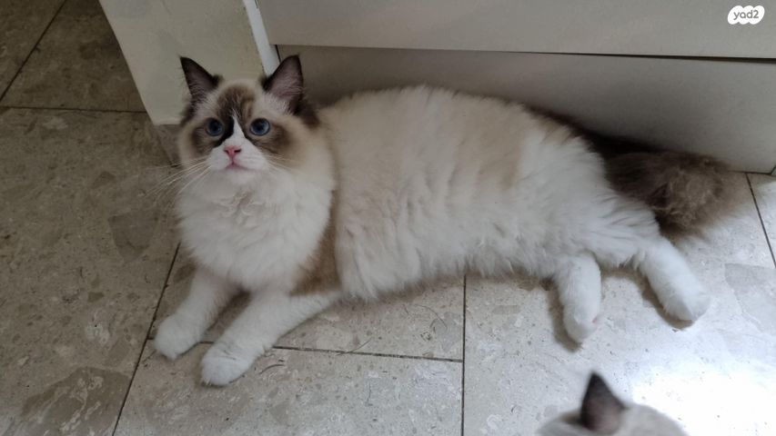 תמונת מודעה - חיות מחמד