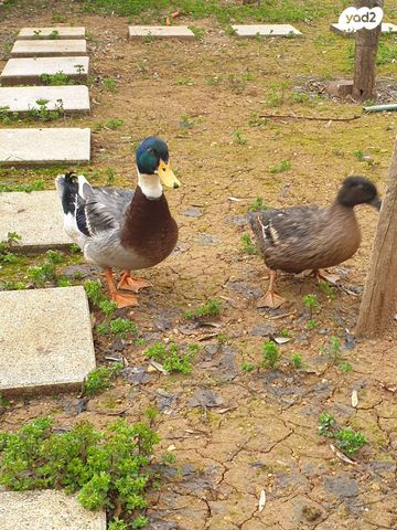 תמונת מודעה - חיות מחמד