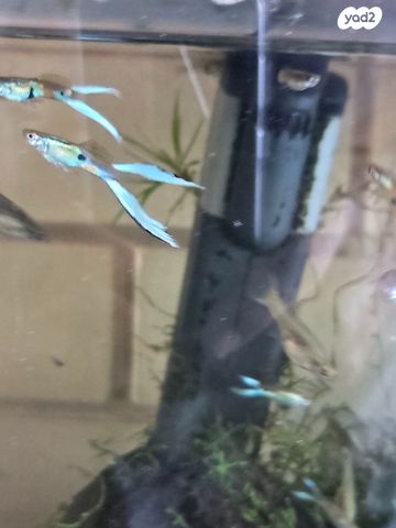 תמונת מודעה - חיות מחמד