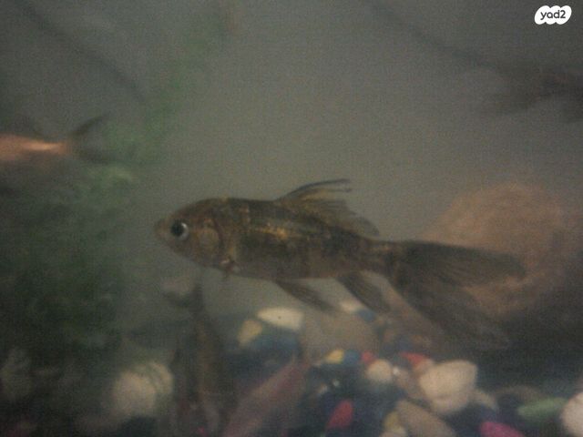 תמונת מודעה - חיות מחמד