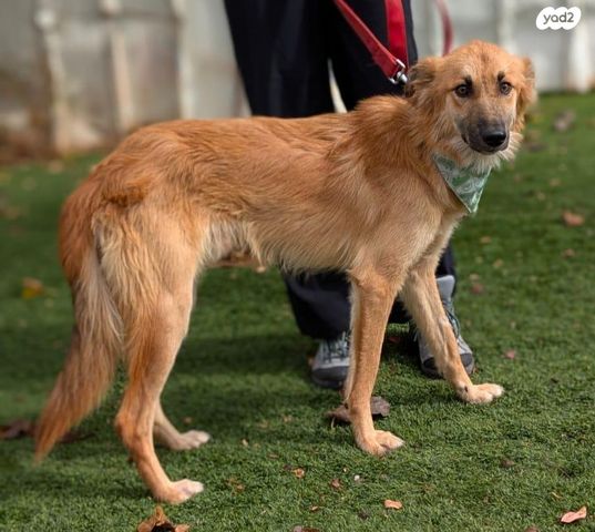 תמונת מודעה - חיות מחמד