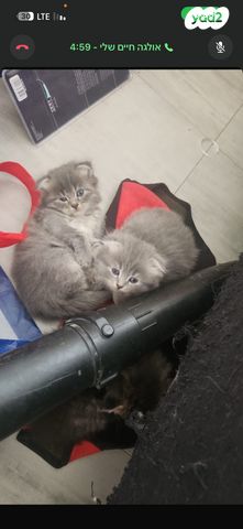 תמונת מודעה - חיות מחמד