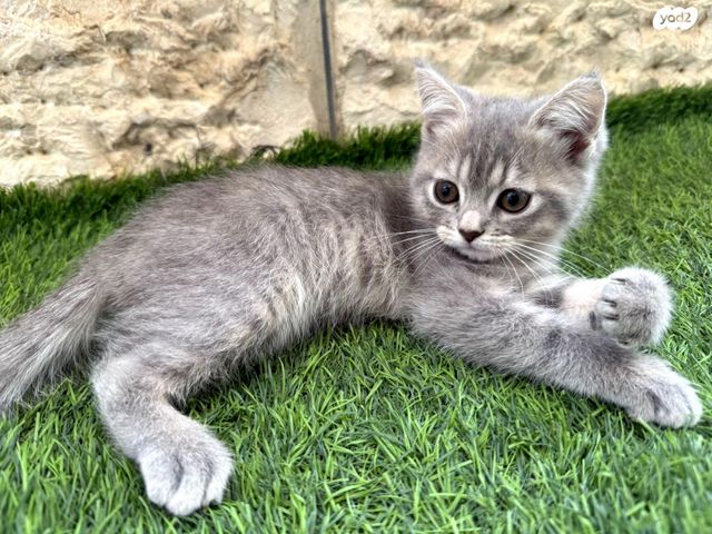 תמונת מודעה - חיות מחמד