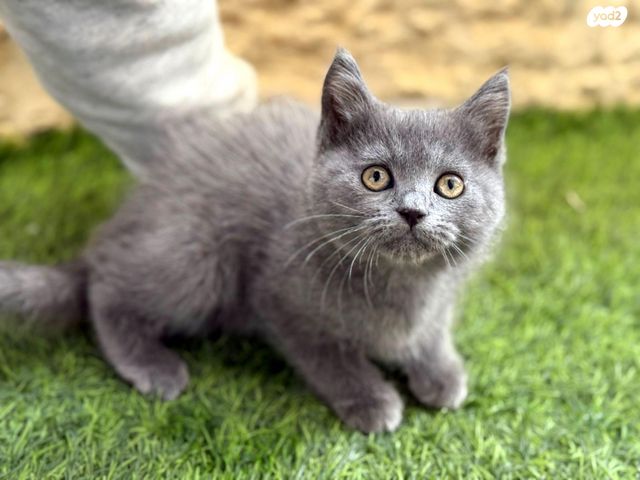 תמונת מודעה - חיות מחמד