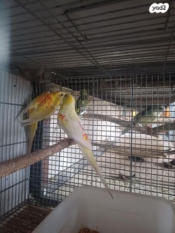 תוכי פרקיטים אוסטרלים