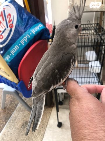 אביזרים | כלוב האכלת יד