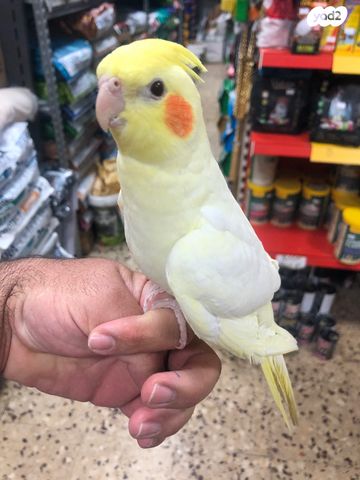 אביזרים | כלוב האכלת יד