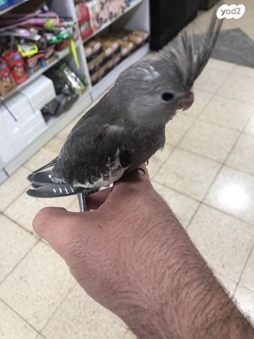 אביזרים | כלוב האכלת יד