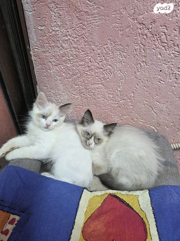 תמונת מודעה - חיות מחמד