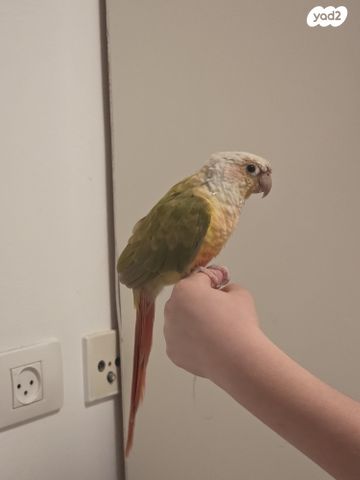 תמונת מודעה - חיות מחמד