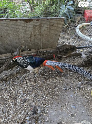 תמונת מודעה - חיות מחמד