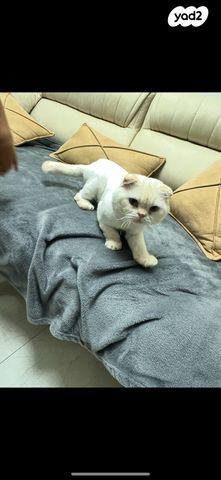 תמונת מודעה - חיות מחמד