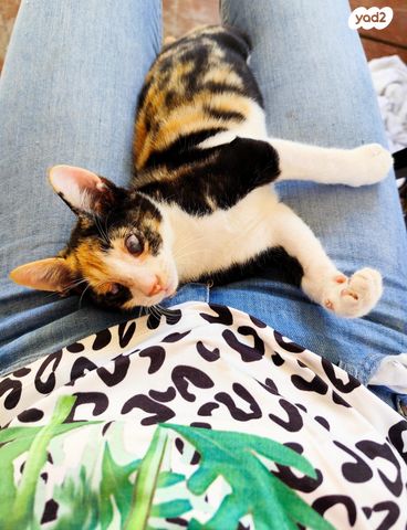 תמונת מודעה - חיות מחמד