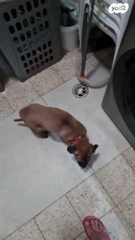 תמונת מודעה - חיות מחמד