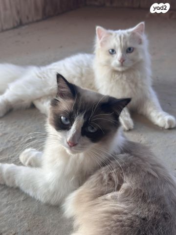 תמונת מודעה - חיות מחמד