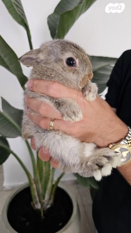 תמונת מודעה - חיות מחמד