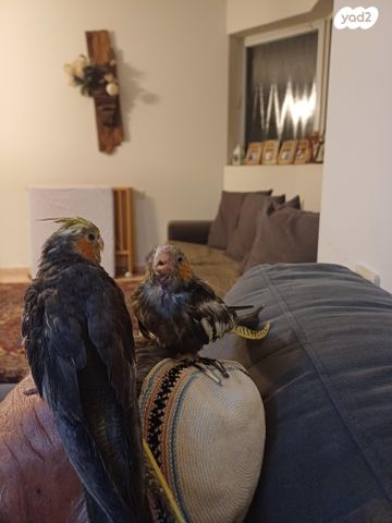 תמונת מודעה - חיות מחמד