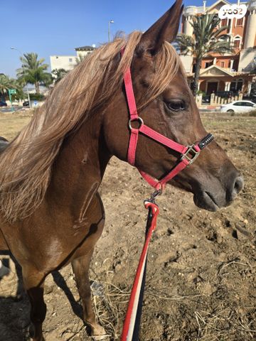 תמונת מודעה - חיות מחמד