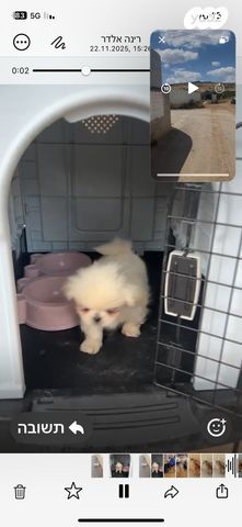 תמונת מודעה - חיות מחמד