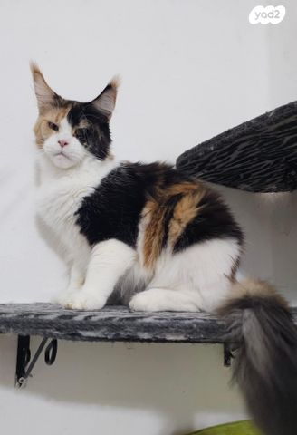 תמונת מודעה - חיות מחמד