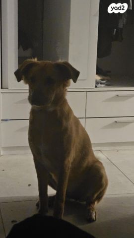 תמונת מודעה - חיות מחמד