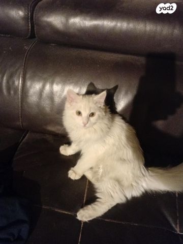 תמונת מודעה - חיות מחמד