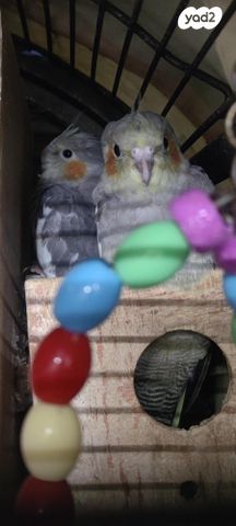 תמונת מודעה - חיות מחמד