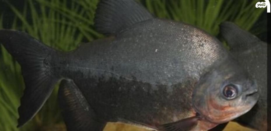 תמונת מודעה - חיות מחמד