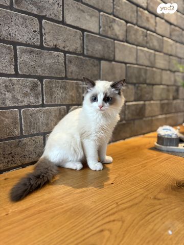 תמונת מודעה - חיות מחמד