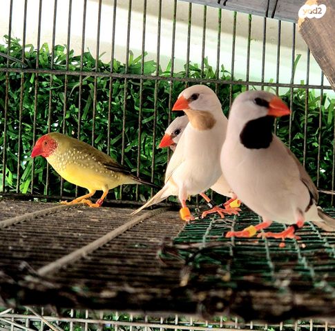 תמונת מודעה - חיות מחמד