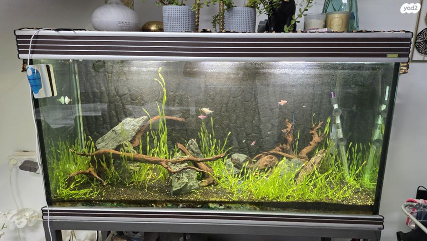 תמונת מודעה - חיות מחמד