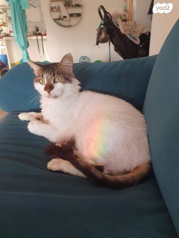 תמונת מודעה - חיות מחמד